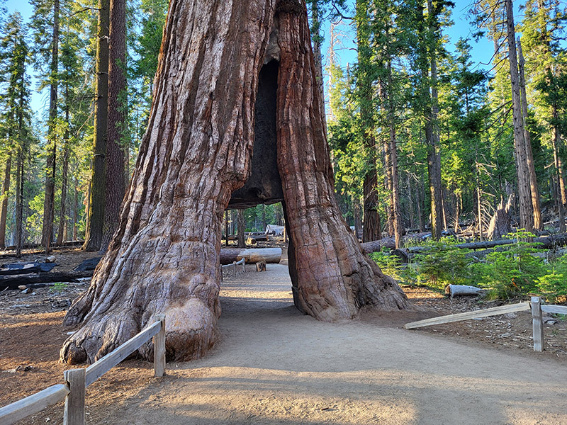 California Tunnel Tree