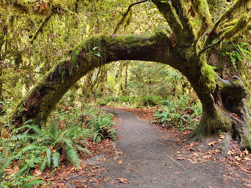 A tree arch at the Hall of Mosses