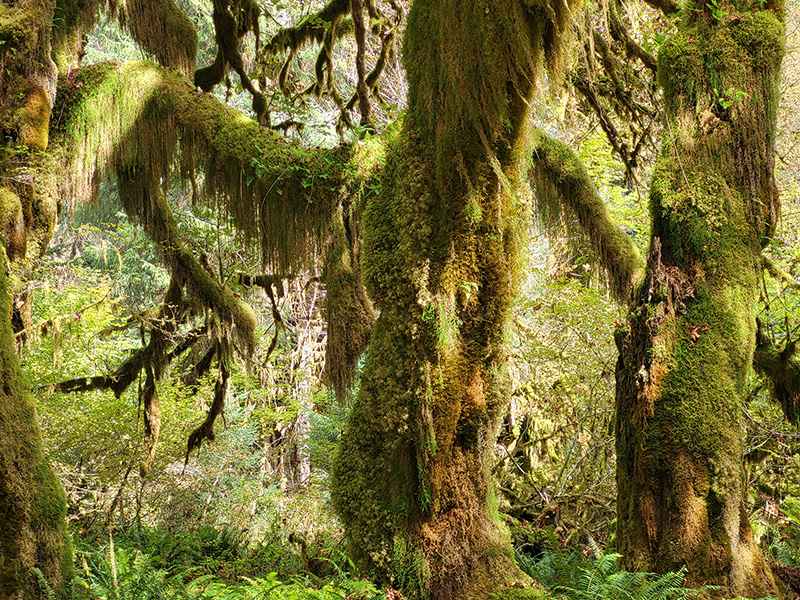 Hall of Mosses