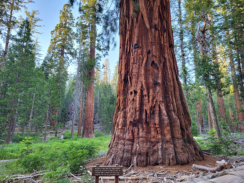 Mariposa Grove of Giant Sequoias