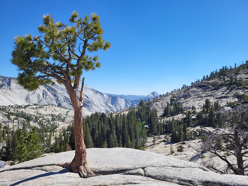 Olmsted Point