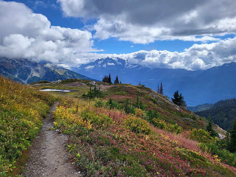 Yellow Aster Butte